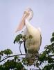 Spot-billed Pelican (Pelecanus philippensis) - wiki