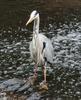 Grey Heron (Ardea cinerea) - wiki