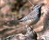 Wren (Family: Troglodytidae) - wiki