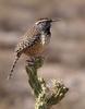 Cactus Wren (Campylorhynchus brunneicapillus) - wiki