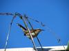 Rufous-naped Wren (Campylorhynchus rufinucha) - wiki