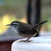 Bewick's Wren (Thryomanes bewickii) - wiki