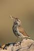 Rock Wren (Salpinctes obsoletus) - wiki