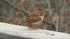 Carolina Wren (Thryothorus ludovicianus) - wiki