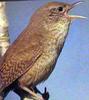 House Wren (Troglodytes aedon) - wiki