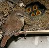 Winter Wren (Troglodytes troglodytes) - wiki