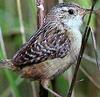 Sedge Wren (Cistothorus platensis) - wiki