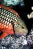 Stoplight parrotfish, Sparisoma viride, female