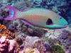 Bicolor parrotfish (Cetoscarus bicolor) male