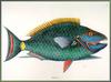 Parrotfish (Family: Scaridae) - Catesby