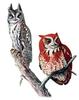 Eastern Screech Owl (Megascops asio) - grey and red phase illust