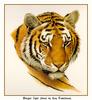 Coheleach-Guy, Bengal Tiger Head (Art)