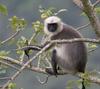 Gray Langur (Genus: Semnopithecus) - wiki