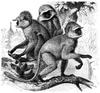 Northern Plains Gray Langur (Semnopithecus entellus) - wiki