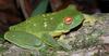Southern Orange-eyed Treefrog (Litoria chloris) - wiki