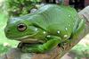 Australian Green Treefrog (Litoria caerulea) - wiki