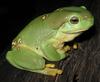 Magnificent Treefrog (Litoria splendida) - wiki