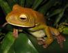 White-lipped Treefrog (Litoria infrafrenata) - wiki