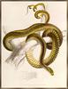 Ford - Boomslang (Dispholidus typus)