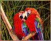 Laura Gilliland- Rollo And Ruby (Green-winged Macaws)