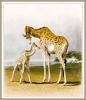Robert Hills - Giraffes, mother and calf (art)