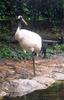 Red-crowned Crane (Grus japonensis) - wiki