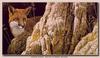 Curious Glance: Red Fox - by Robert Bateman