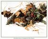 White-footed Mouse In Wintergreen - by Robert Bateman