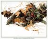 White-footed Mouse In Wintergreen - by Robert Bateman