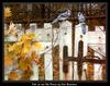 Carl Brenders - Talk On The Old Fence (Blue Jays)