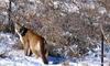 Cougar (Puma concolor) - wiki