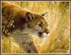 Carl Brenders - The Predator's Walk (Cougar)