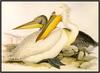 Edward Lear: Dalmatian Pelican - Pelecanus crispus (Art)