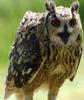 Rock Eagle-owl, Bengal eagle-owl (Bubo bengalensis) - Wiki