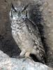 Spotted Eagle-owl (Bubo africanus) - Wiki