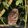 Buffy Fish-owl (Bubo ketupu) - Wiki