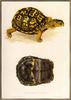 Lear - Eastern Box Turtle (Art)