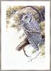 Mark E. Marcuson - Whiskered Screech-owl (Art)