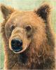 Claudia Nice - Brown Bear (Art)