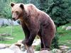 Brown Bear (Ursus arctos) - Wiki