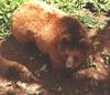 Himalayan Brown Bear (Ursus arctos isabellinus) - Wiki