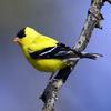 American Goldfinch (Carduelis tristis) - wiki