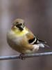 American Goldfinch (Carduelis tristis) - female