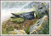 Anthony Rhodes - Peregrine Falcon (Art), Falco peregrinus