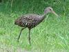 Limpkin (Aramus guarauna) - wiki