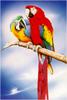 Ean Taylor - Scarlet Macaw and Blue-and-gold Macaw