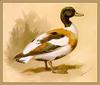 Thorburn - Shelduck