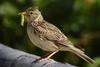 Skylark (Alauda arvensis) - wiki