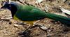 Green Jay (Cyanocorax yncas) - Querre-querre