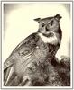 Stow Wengenroth - Great Horned Owl (Art), Bubo virginianus
